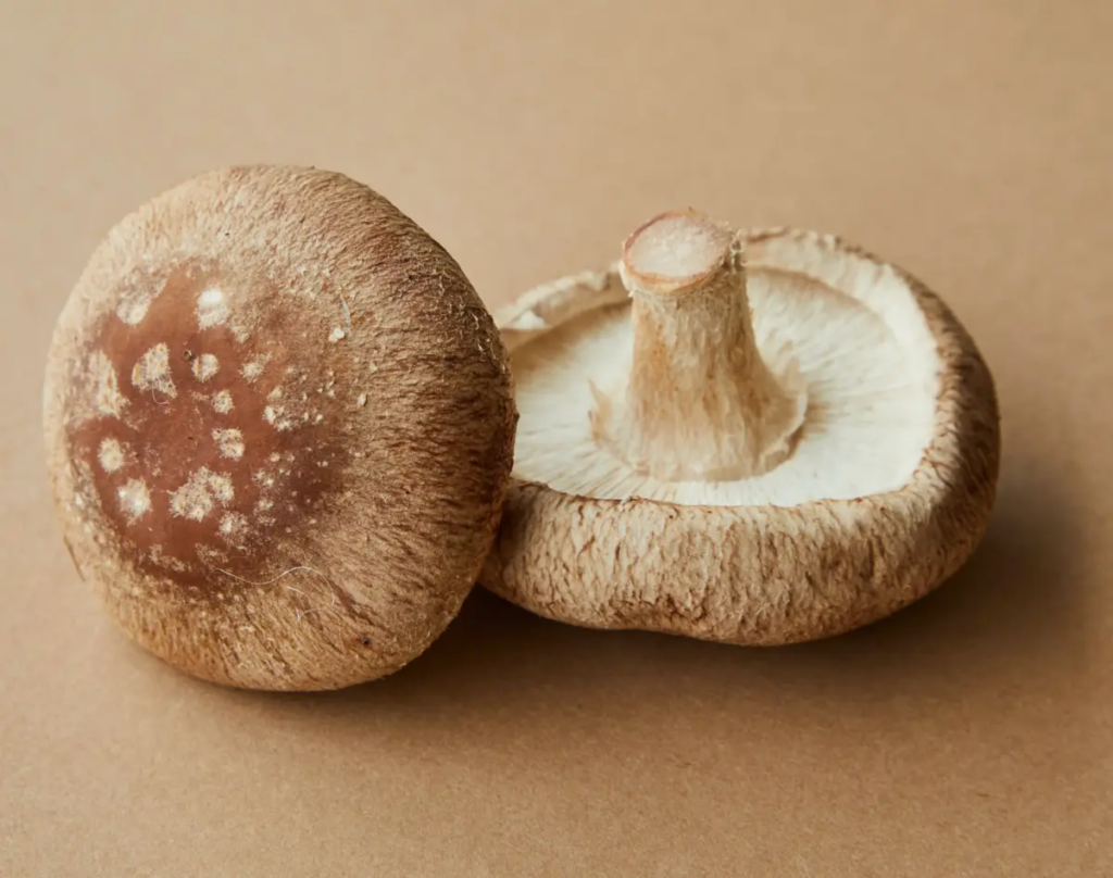 Jamur Shitake | Shitake Mushroom